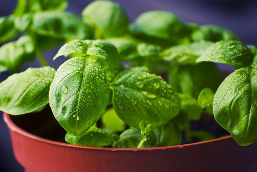 aroma-basil-932079__340